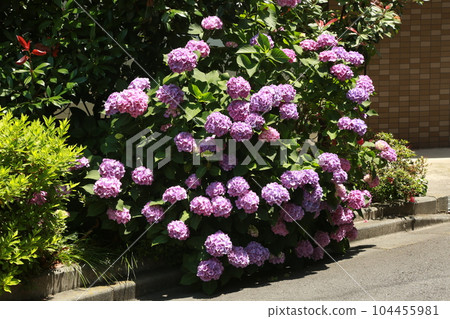 Walked in the neighborhood Walked in the neighborhood 104455981