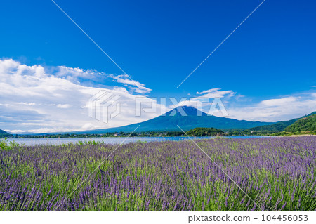 (Yamanashi Prefecture) Lavender and Mt. Fuji in Oishi Park under the blue sky (Yamanashi Prefecture) Lavender and Mt. Fuji in Oishi Park under the blue sky 104456053