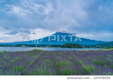 (山梨縣)藍天下大石公園的薰衣草和富士山 (山梨縣)藍天下大石公園的薰衣草和富士山 104456056