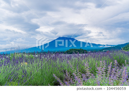 (山梨縣)藍天下大石公園的薰衣草和富士山 (山梨縣)藍天下大石公園的薰衣草和富士山 104456059