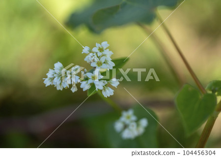 蕎麥花 104456304