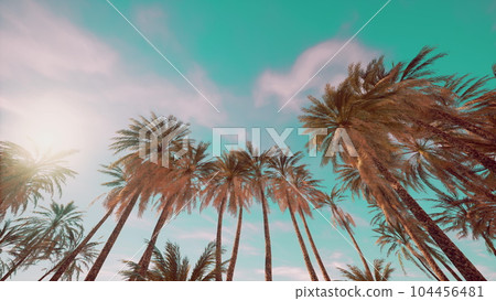 Palm trees at sunset light 104456481