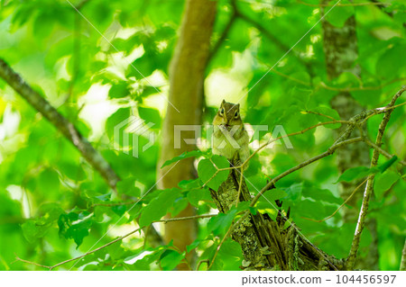 Ezo chipmunk feeding on a fallen tree surrounded by greenery with a happy face Ezo chipmunk feeding on a fallen tree surrounded by greenery with a happy face 104456597