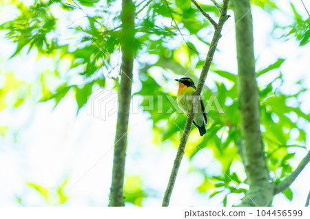 Narcissus flycatcher, a summer bird singing on a tree branch 104456599