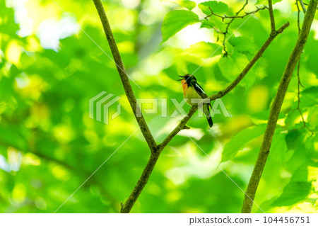 水仙捕蠅器在透射光下閃耀的鮮綠色背景下歌唱 104456751