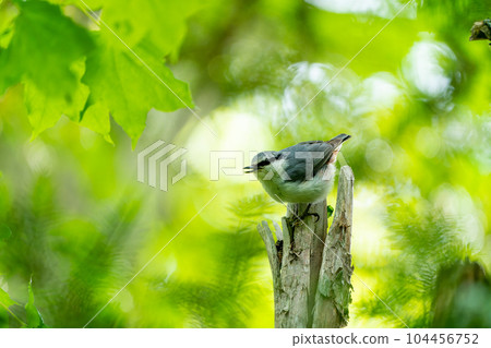 一隻五子雀在一棵腐爛的樹上歌唱，背景是新鮮的綠色植物 104456752