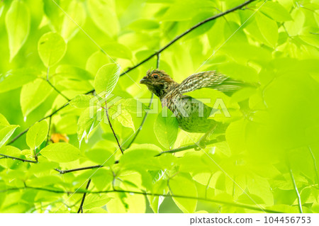 Hazel grouse mother bird in the fresh green shining in transmitted light 104456753