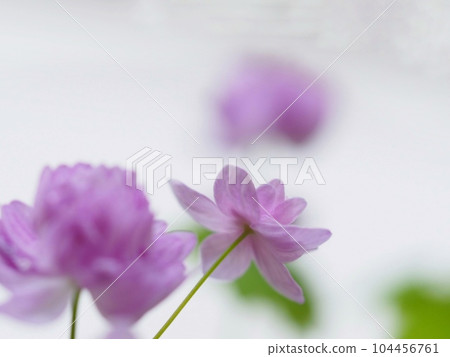 白卡落葉松（梅花落葉松） 104456761