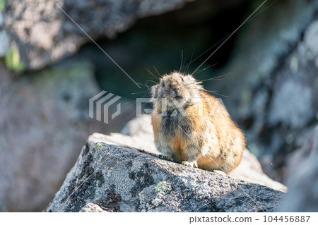 蝦夷鼠兔在早晨的陽光下在碎石場上曬太陽 蝦夷鼠兔在早晨的陽光下在碎石場上曬太陽 104456887