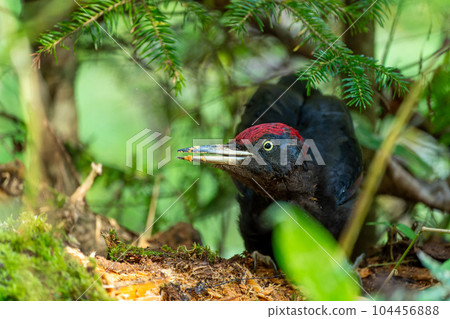 A male black woodpecker foraging on a fallen tree A male black woodpecker foraging on a fallen tree 104456888