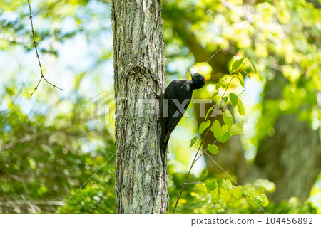 A male black woodpecker perched on a fresh green tree 104456892