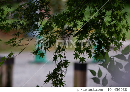 Ki Kyoto Gyoen's green maple Ki Kyoto Gyoen's green maple 104456988