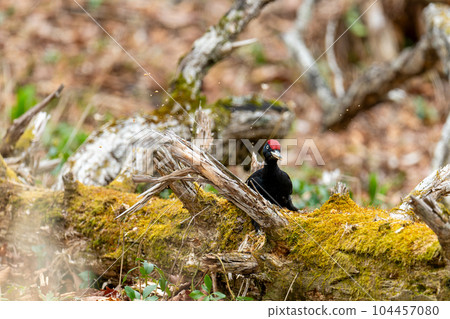 A male black woodpecker foraging on a fallen tree 104457080