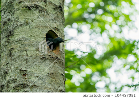 A female black woodpecker sticking her head out of her burrow 104457081