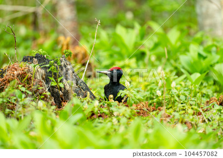 A male black woodpecker poking his head out from a fallen tree surrounded by green vegetation 104457082