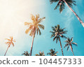Tropical palm tree with sun light on sunset sky and cloud abstract background. Summer vacation and nature travel adventure concept. Vintage tone filter effect color style. 104457333