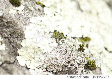 Moss on a tree 104457703