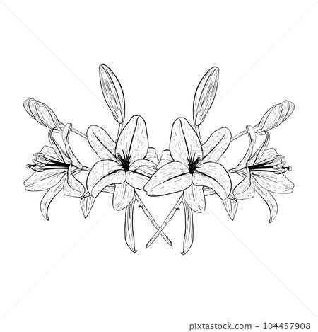 Vector illustration of composition from lily flowers heads in full bloom and buds. Black detailed outline of petals, stems, buds and leaves, graphic drawing. For prints, stickers, stamps, scrapbooking Vector illustration of composition from lily flowers heads in full bloom and buds. Black detailed outline of petals, stems, buds and leaves, graphic drawing. For prints, stickers, stamps, scrapbooking 104457908