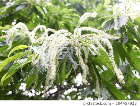 long white chestnut flower 104457928