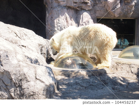 Polar bear ecological display Polar bear ecological display 104458237