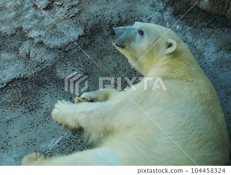 躺在動物園裡的北極熊 躺在動物園裡的北極熊 104458324