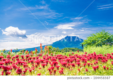 （山梨縣）藍天下的大石公園的鮮花和富士山 104458387