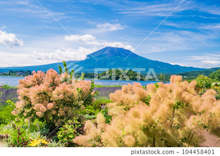 (Yamanashi Prefecture) Flowers and Mt. Fuji in Oishi Park under the blue sky 104458401