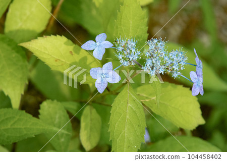 Hydrangea in full bloom at the Kobe Municipal Arboretum on Mt. Rokko 104458402