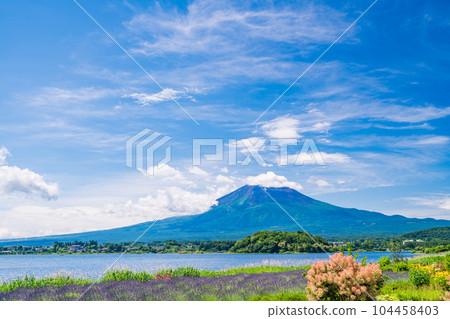 (Yamanashi Prefecture) Flowers and Mt. Fuji in Oishi Park under the blue sky 104458403