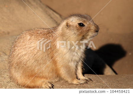 圓眼睛的草原土撥鼠 104458421