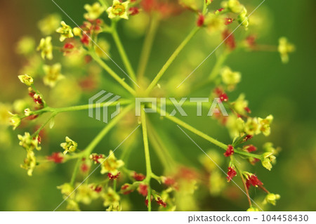 煙樹的紅色芽 104458430
