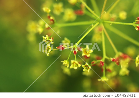 煙樹的紅色芽 104458431