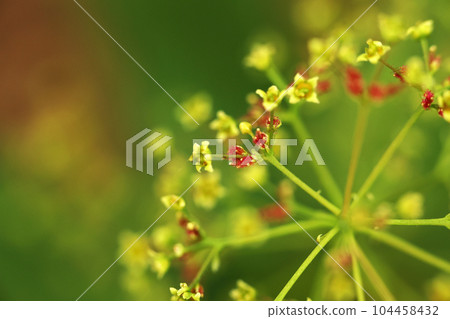 煙樹的紅色芽 104458432