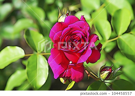 柔和的風格“盛開的玫瑰花”插圖圖像 104458557