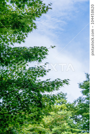 奈良住宅區的夏天,雨季的楓樹綠葉沐浴在陽光下 奈良住宅區的夏天,雨季的楓樹綠葉沐浴在陽光下 104458620