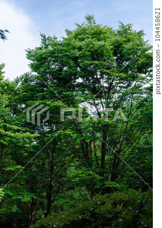 Summer in Nara residential area A splendid tree that shows its presence in the forest 104458621