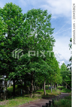 奈良住宅區的夏天 高聳的梧桐樹 奈良住宅區的夏天 高聳的梧桐樹 104458624
