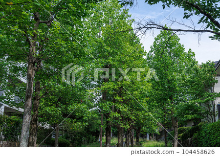 Summer in a Nara residential area Lines of sycamore trees reminiscent of a forest (2) Summer in a Nara residential area Lines of sycamore trees reminiscent of a forest (2) 104458626