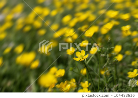 Glade with wildflowers, Glade with wildflowers, 104458636