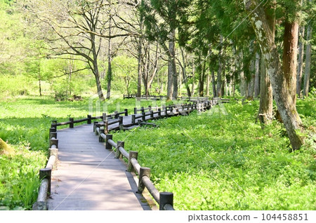 姬川川源頭周圍的木製散步道 姬川川源頭周圍的木製散步道 104458851