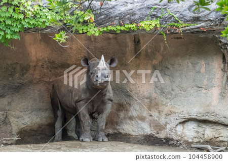 Black rhino (Eastern black rhinoceros)Tennoji Zoo 104458900