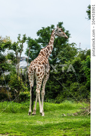 Giraffe Tennoji Zoo Africa Savanna Zone 104458901