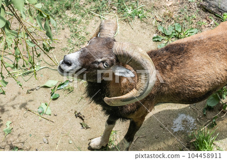 歐洲盤羊吃草 天王寺動物園 歐洲盤羊吃草 天王寺動物園 104458911