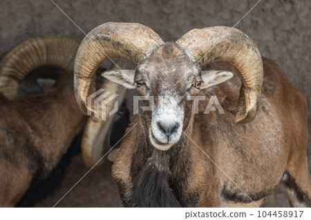 Mouflon Tennoji Zoo 104458917