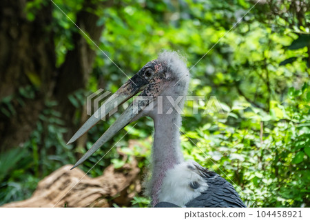 鸛鸛 天王寺動物園 非洲稀樹草原區 鸛鸛 天王寺動物園 非洲稀樹草原區 104458921