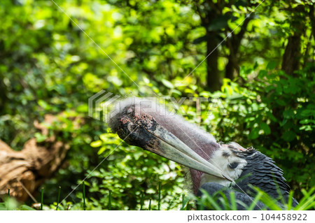 Marabou Stork Tennoji Zoo Africa Savanna Zone 104458922