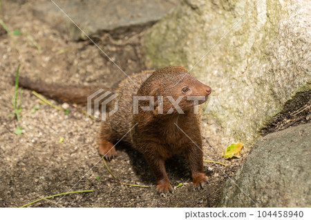Kobito Mongoose Tennoji Zoo Kobito Mongoose Tennoji Zoo 104458940
