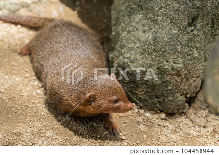 Kobito Mongoose Tennoji動物園 Kobito Mongoose Tennoji動物園 104458944