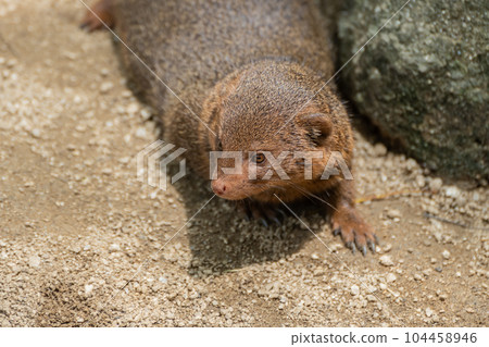 Kobito Mongoose Tennoji Zoo Kobito Mongoose Tennoji Zoo 104458946