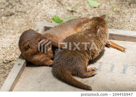 Kobito Mongoose Tennoji Zoo Kobito Mongoose Tennoji Zoo 104458947